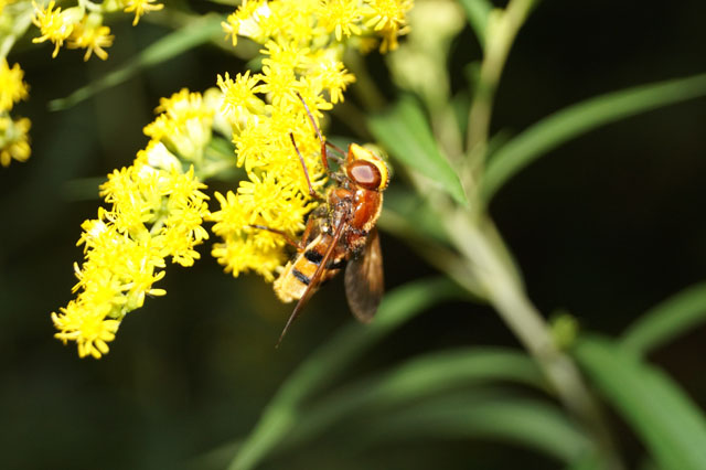 Schwebfliege auf Goldrute