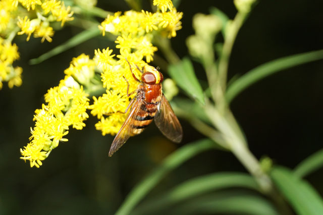 Schwebfliege auf Goldrute