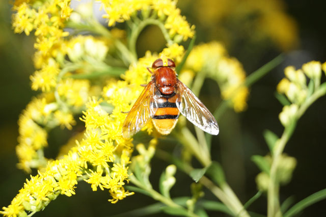 Schwebfliege auf Goldrute