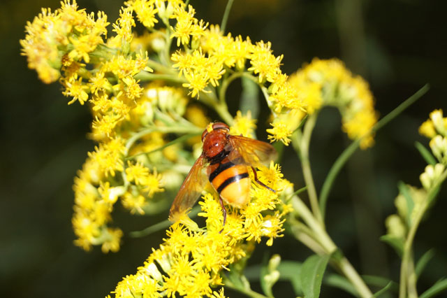 Schwebfliege auf Goldrute