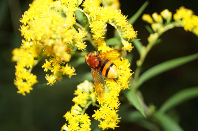 Schwebfliege auf Goldrute