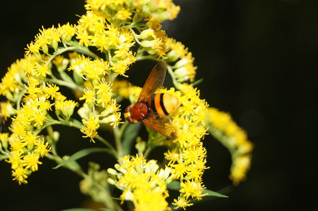 Schwebfliege auf Goldrute