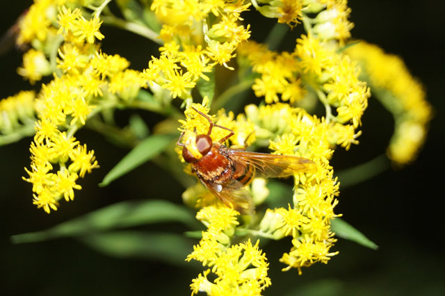 Schwebfliege auf Goldrute