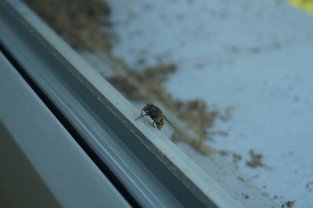 Schwebfliege unterhalb Hornissennest