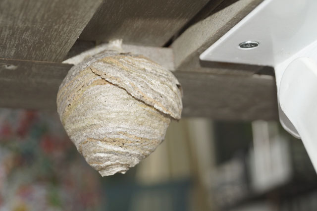 Nest der Schsischen Wespe unter Tischblatt auf Balkon gezgelt