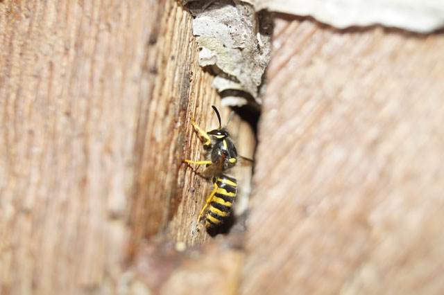 Arbeiterin der Waldwespe am Nestzugang