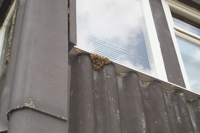 Nest der Haus-Feldwespe an Hausfassade