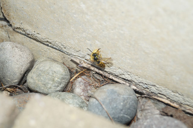 Nest der Gemeinen Wespe in Zwischenwand