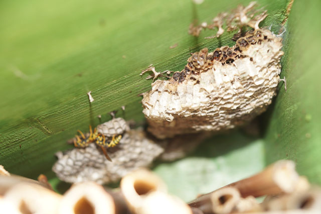 Haus-Feldwespe in Insektenhotel