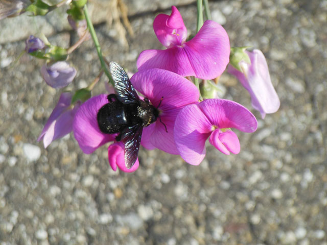 Blaue Holzbiene samelt Nektar