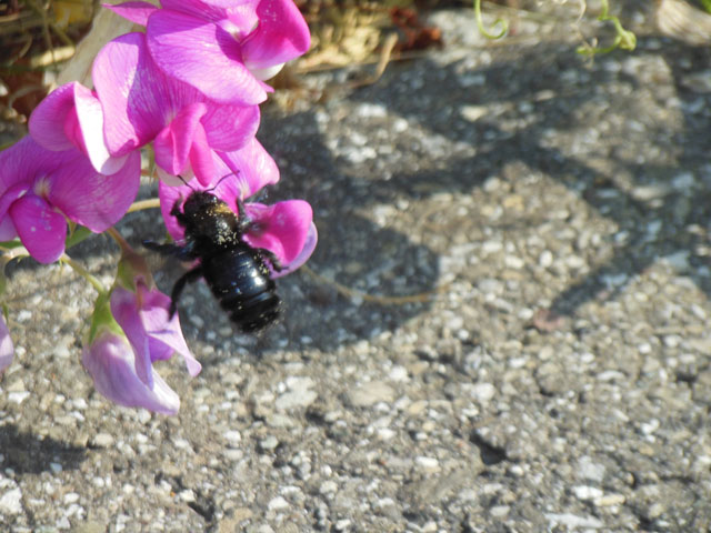 Blaue Holzbienen im Anflug auf Blte