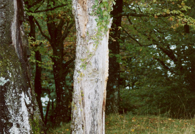 Hornissennest in Baumhhle