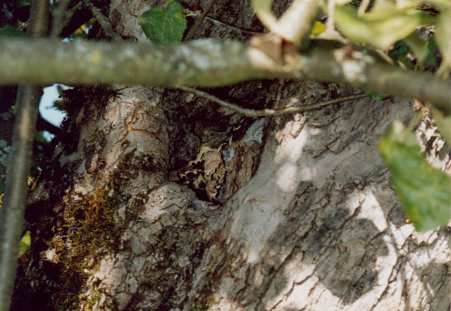 Hornissennest in Obstbaumhöhle