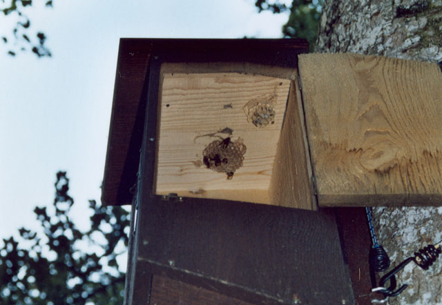 Hornissennest in Hornissenkasten 25