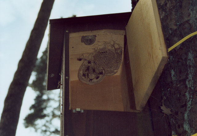 Hornissennest in Hornissenkasten 19