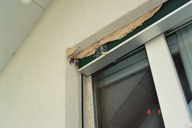 Hornissennest in Storennische