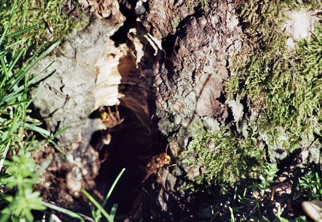 Hornissennest in Obstbaumhöhle