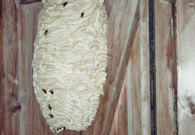 Hornisennest in Bauernhausschopf