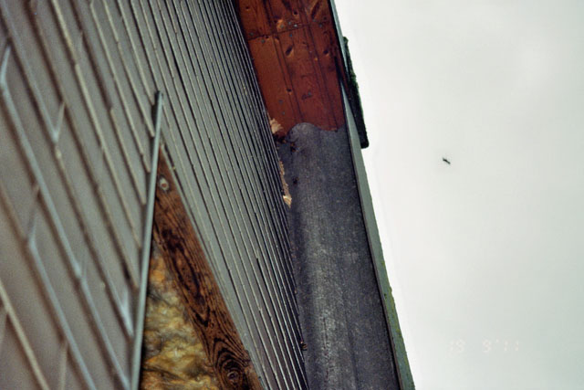 Hornissennest in Schiessstanddachstock
