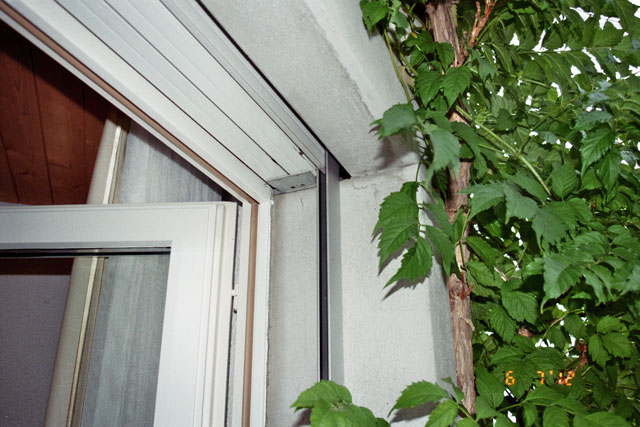 Hornissennestgrndung in Faltrollladennische