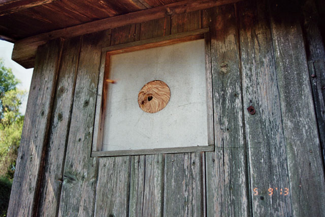 hornissennest 1 1989