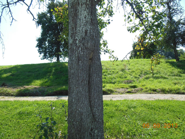 Hornissennest in Birnbaumhhle