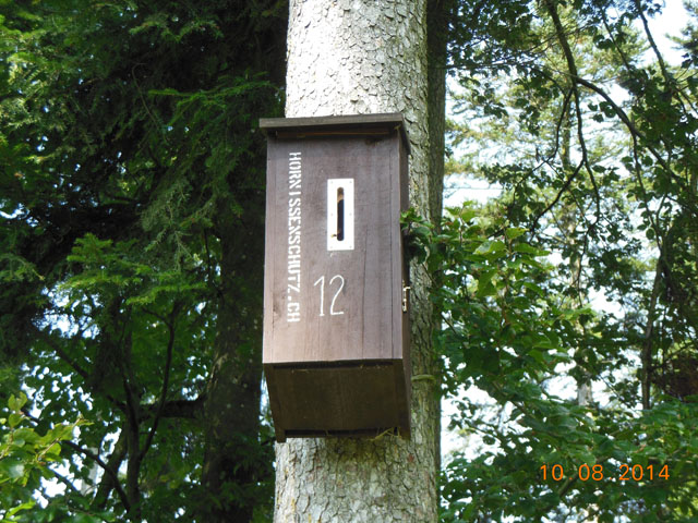 Hornissennest in Hornissenkasten 12