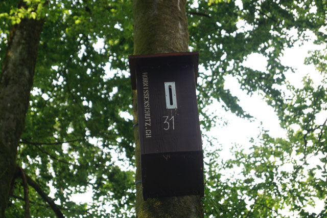 Hornissennest in Hornissenkasten 31
