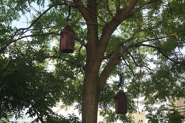 Hornissennest in Vogelnistkasten