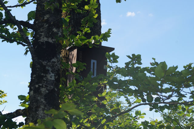 Hornissennest in Hornissenkasten 2