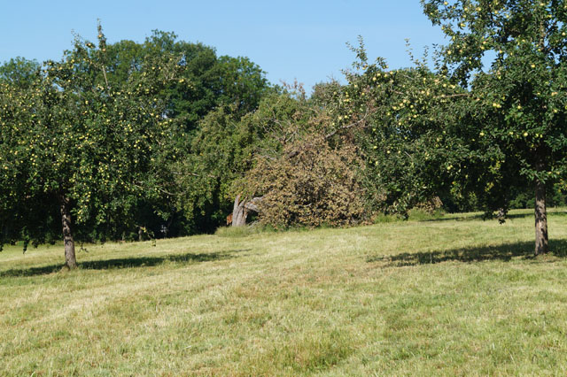 Hornissennest in Apfelbaumhhle