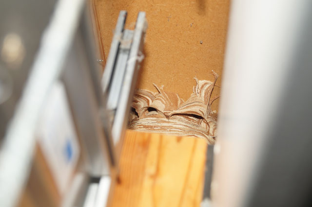 Hornissennest in Storennische