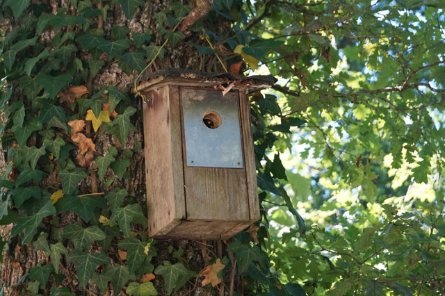 Hornissennest in Vogelnistkasten