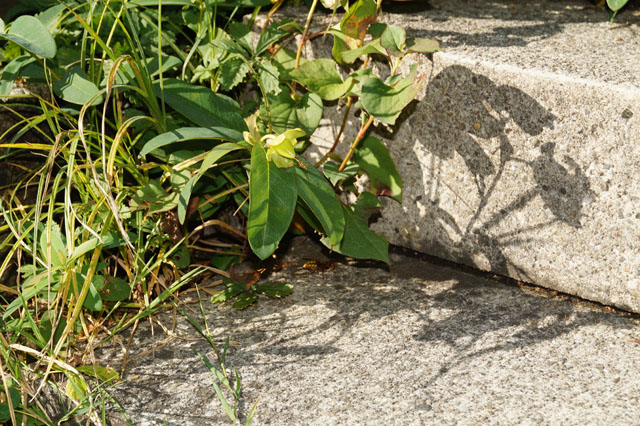Hornissennest im Estrich