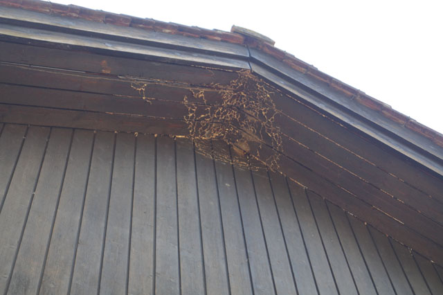 Hornissennest in Dachuntersicht