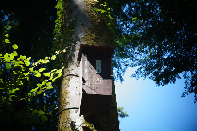 Hornissennest in Hornissenkasten 25