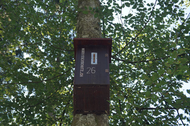 Hornissennest in Hornissenkasten 26