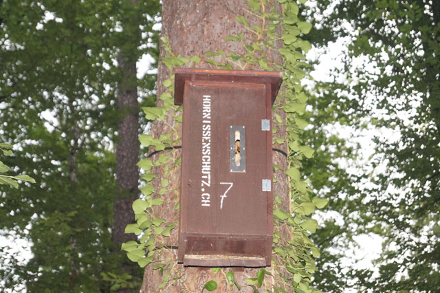 Hornissennest in Hornissenkasten 7