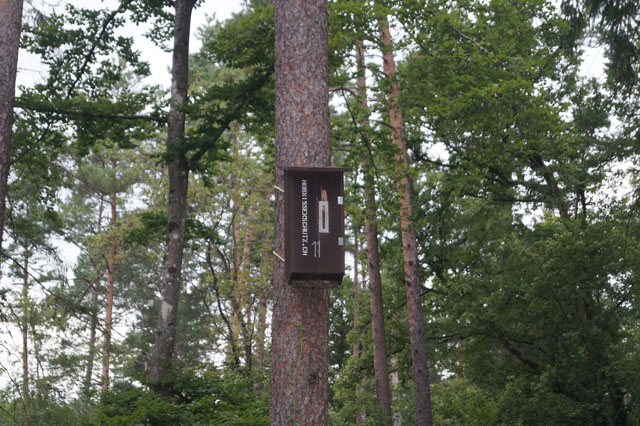 Hornissennest in Hornissenkasten 11