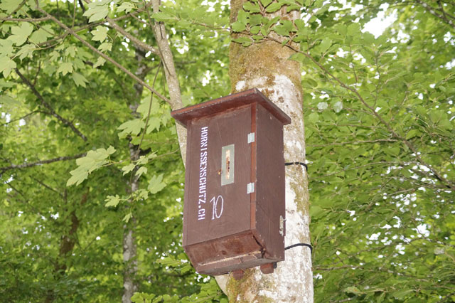 Hornissennest in Hornissenkasten 10