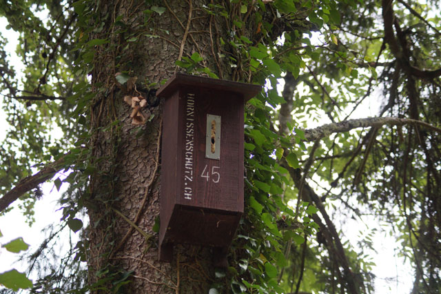 Hornissennest in Hornissenkasten 45