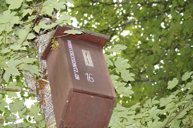 Hornissennest in Hornissenkasten 16
