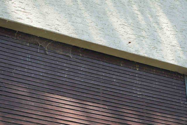 Hornissennest in Rollladenkasten