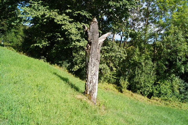 Hornissennest in Kischbaumhhle