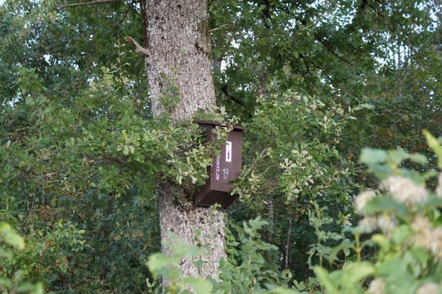 Hornissennest in Hornissenksaten 19
