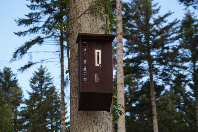Hornissennest in Hornissenkasten 18