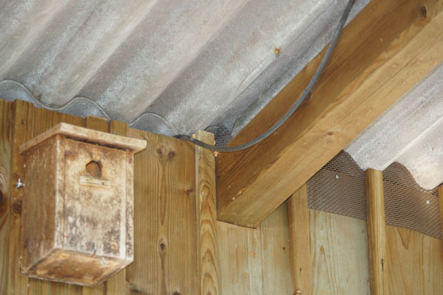 Hornissennest in Waldhtte