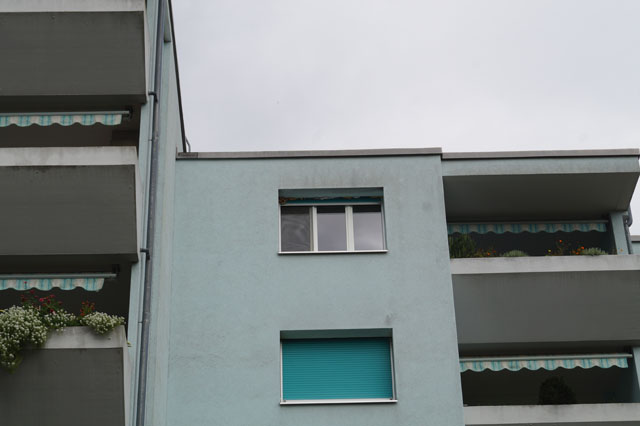 Hornissennest in Rollladenkasten