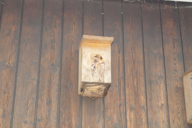 Hornissennest in Vogelnistkasten