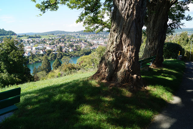 Hornissennest in Baumhhlung